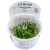 Rotala.jpg