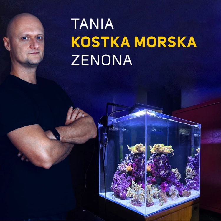 Zenon Kostka morska.jpg
