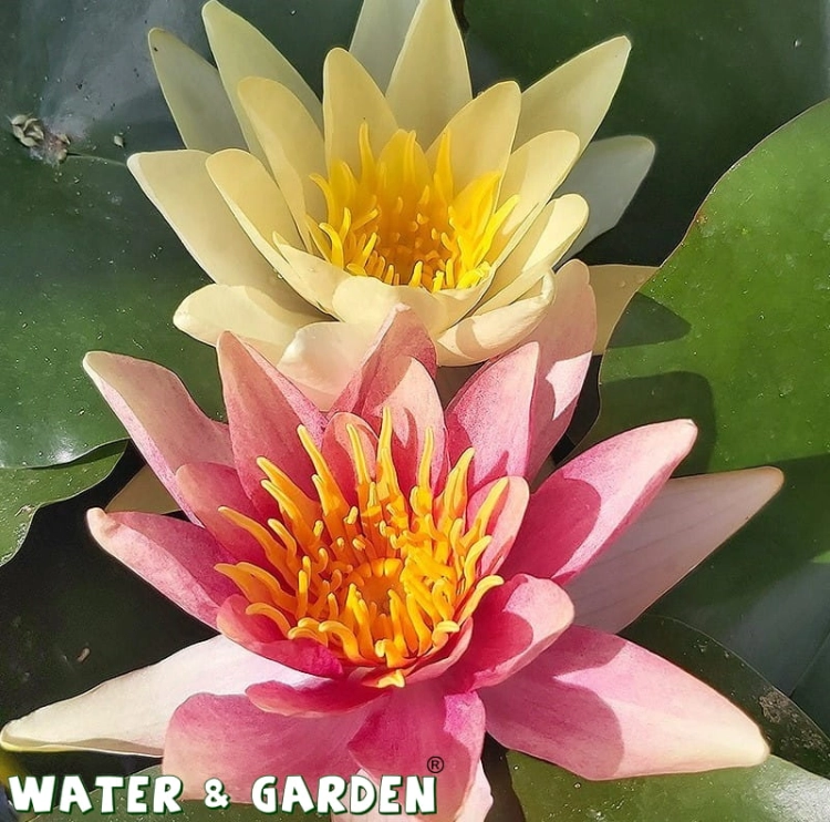 lilia-wodna-nymphaea-sioux-1.jpg