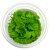 salvinia_auriculata_-_ro_lina_do_akwarium_-_kubek_6cm_1.jpg