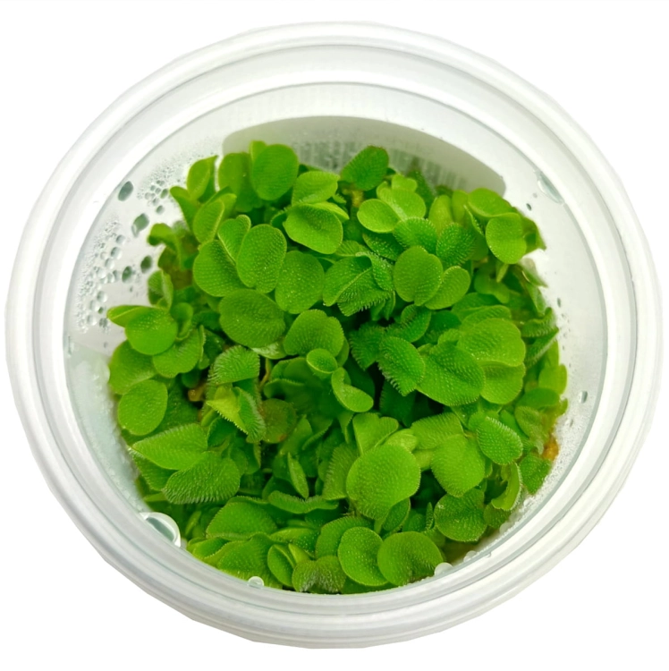 salvinia_auriculata_-_ro_lina_do_akwarium_-_kubek_6cm_1.jpg