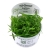 Tropica 1-2-Grow Sagittaria Subulata - Roślina do akwarium - kubek 7cm