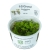 Tropica 1-2-Grow Phyllanthus Fluitans  Roślina do akwarium - kubek 7cm