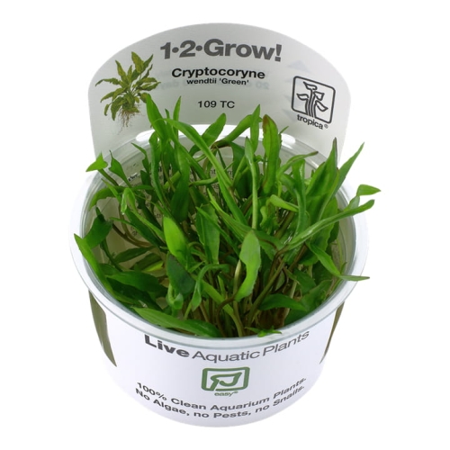 Tropica 1-2-Grow Cryptocoryne wendtii 'Green' - Roślina do akwarium - kubek 7cm