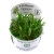 Tropica 1-2-Grow Cryptocoryne wendtii 'Green' - Roślina do akwarium - kubek 7cm