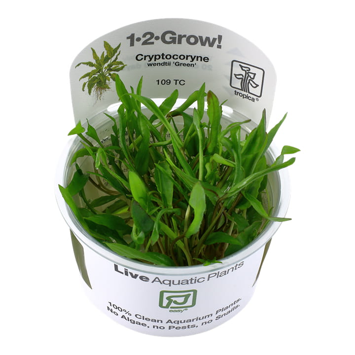 Tropica 1-2-Grow Cryptocoryne wendtii 'Green' - Roślina do akwarium - kubek 7cm