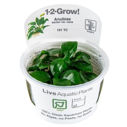 Tropica 1-2-Grow Anubias Barteri Nana - Roślina do akwarium - kubek 7cm