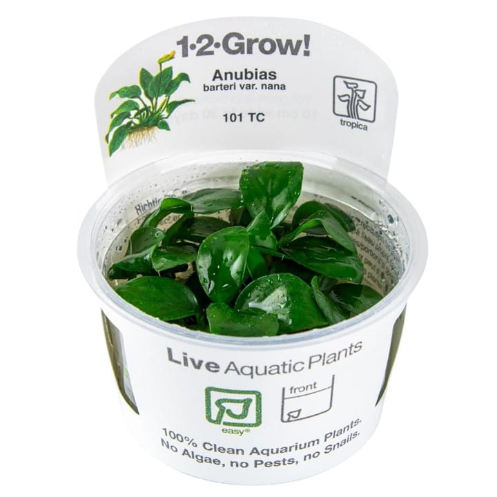 Tropica 1-2-Grow Anubias Barteri Nana - Roślina do akwarium - kubek 7cm