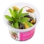 Dzbanecznik Nepenthes macfarlanei - Roślina do terrarium - kubek 6cm