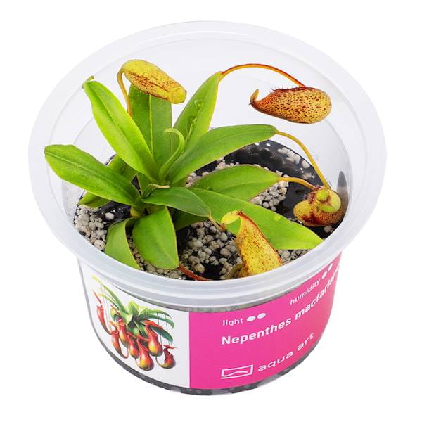 Dzbanecznik Nepenthes macfarlanei - Roślina do terrarium - kubek 6cm