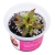 Pinguicula ‘Aphrodite Clone Mini  - Roślina do terrarium - kubek 6cm