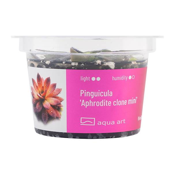 Pinguicula ‘Aphrodite Clone Mini  - Roślina do terrarium - kubek 6cm