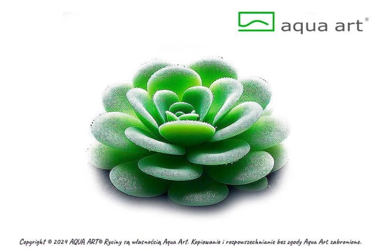 Pinguicula „Gina”  - Roślina do terrarium - kubek 6cm