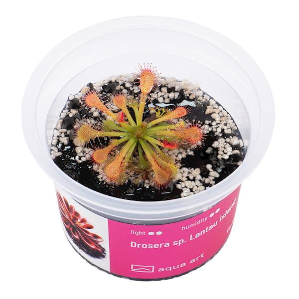 Drosera sp. Lantau Island - Roślina do terrarium - kubek 6cm