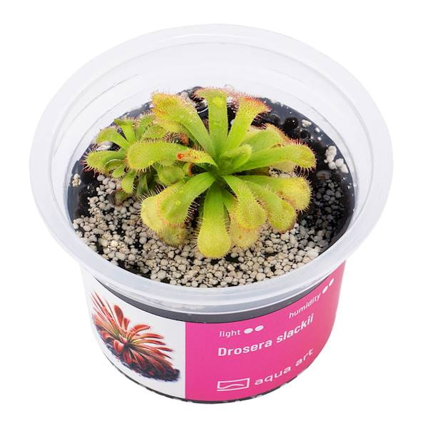 Drosera slackii - Roślina do terrarium - kubek 6cm