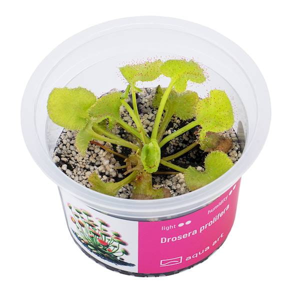 Drosera prolifera - Roślina do terrarium - kubek 6cm