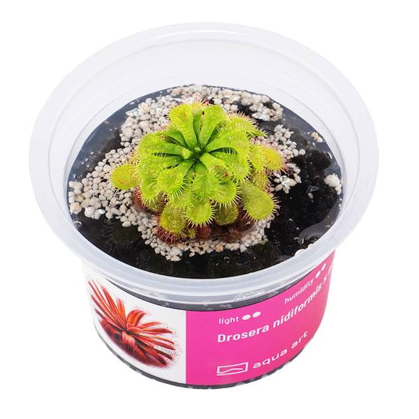 Hybryda Drosera nidiformis x Drosera natalensis - Roślina do terrarium - kubek 6cm