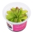 Pinguicula 'Niklas’ - Roślina do terrarium - kubek 6cm