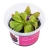 Pinguicula “Red Starfish” - Roślina do terrarium - kubek 6cm