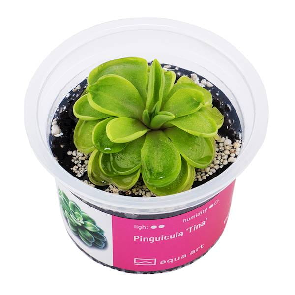 Pinguicula „Tina”  - Roślina do terrarium - kubek 6cm