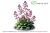 Stylidium debile - Roślina do terrarium - kubek 6cm
