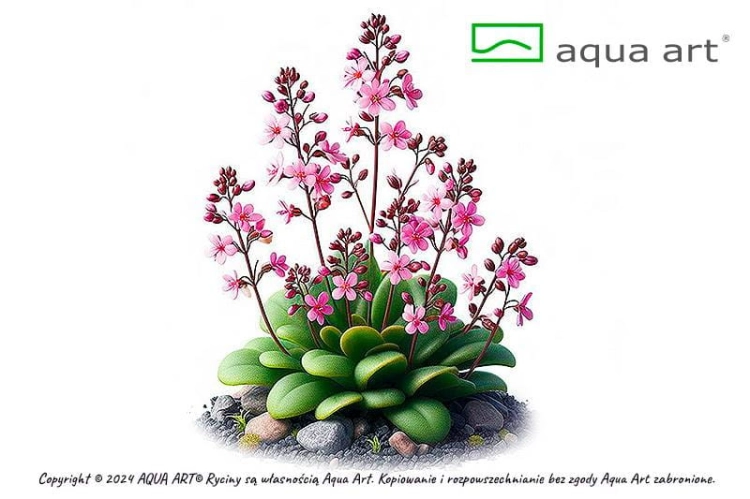 Stylidium debile - Roślina do terrarium - kubek 6cm