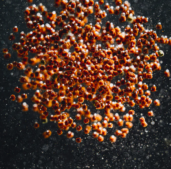 /-/_/-_cichlid_color_granules_streambiz_-_streambiz.de.png