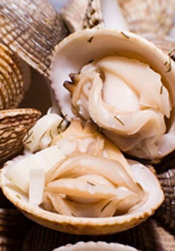 Ocean Nutrition Whole Cockles 100g mrożony pokarm dla ryb morskich