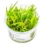 Tropica 1-2-Grow Blyxa japonica - Roślina do akwarium - kubek 7cm