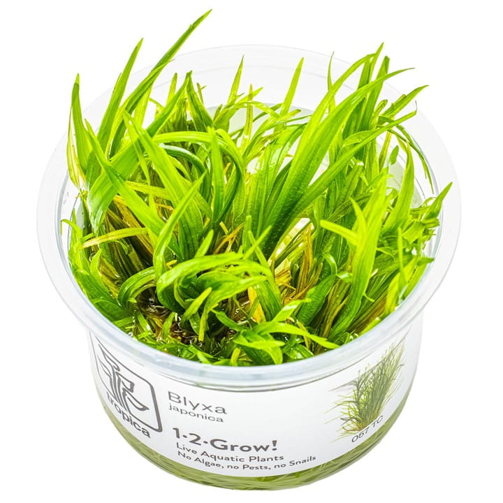 Tropica 1-2-Grow Blyxa japonica - Roślina do akwarium - kubek 7cm