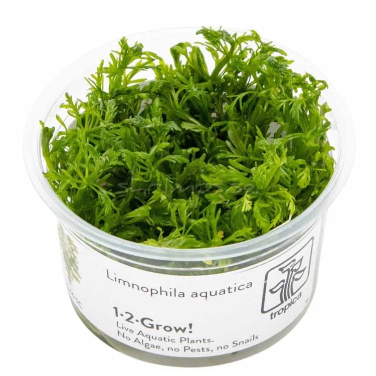 Tropica 1-2-Grow Limnophila Aquatica - Roślina do akwarium - kubek 7cm