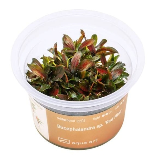 Bucephalandra Red Mini - Roślina do akwarium - kubek 6cm
