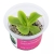 Pinguicula Moranensi Carow  - Roślina do terrarium - kubek 6cm