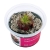 Pinguicula Red Hybride - Roślina do terrarium - kubek 6cm
