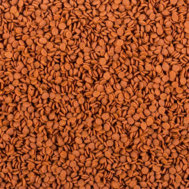 Tropical Soft Line Africa Carnivore M (2).jpg