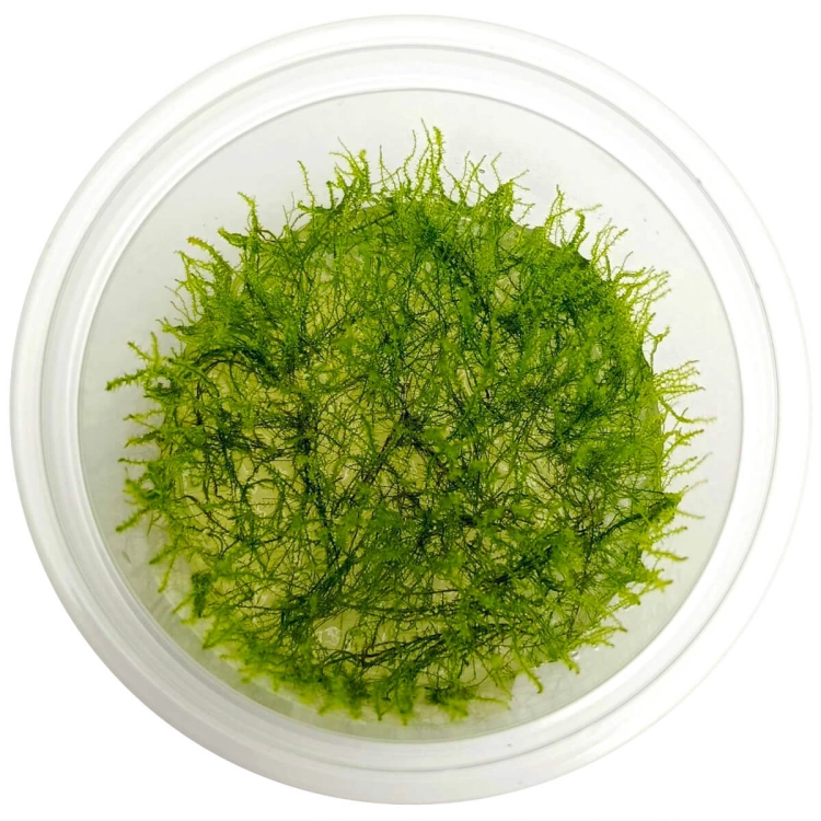 MECH NANO MOSS