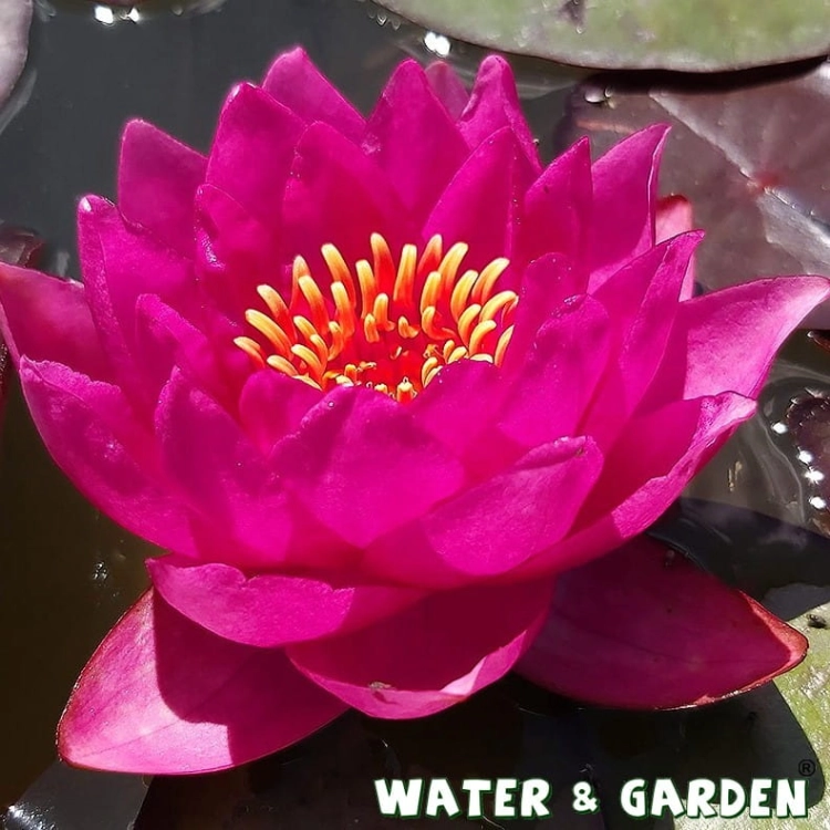 Lilia wodna - Roślina do oczka wodnego - Nymphaea “James Brydon””