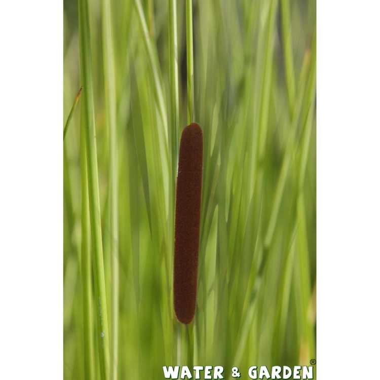 Pałka wąskolistna - Roślina do oczka wodnego - Typha Gracilis
