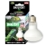 DAYLIGHT_100W_BULB.jpg