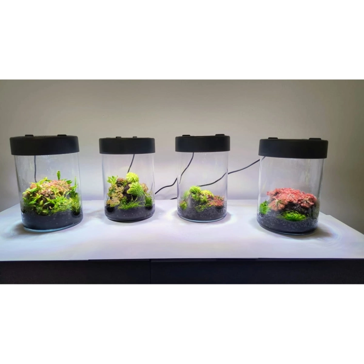 VivoVerde-MicroTerrarium-miniterrarium-z-oswietleniem13.jpg