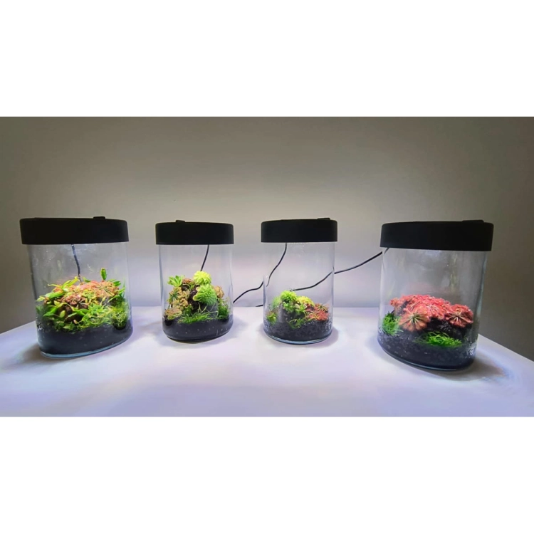 VivoVerde-MicroTerrarium-miniterrarium-z-oswietleniem12.jpg