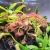 VivoVerde-MicroTerrarium-miniterrarium-z-oswietleniem10.jpg