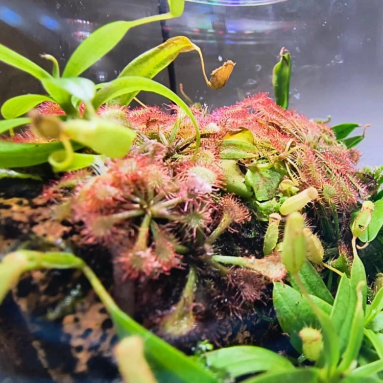 VivoVerde-MicroTerrarium-miniterrarium-z-oswietleniem10.jpg