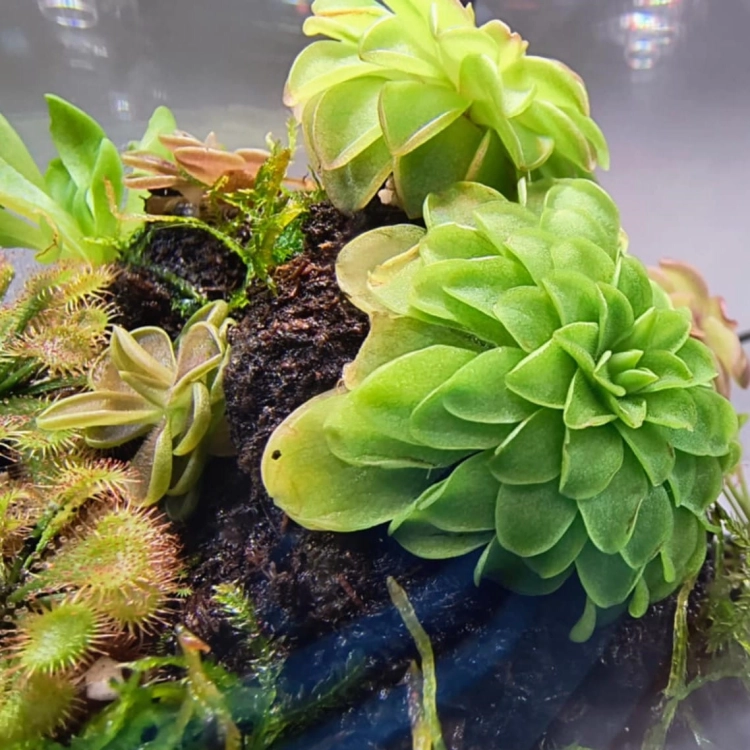 VivoVerde-MicroTerrarium-miniterrarium-z-oswietlenie.jpg