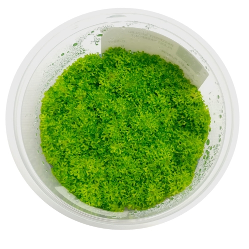 RICCIA FLUITANS