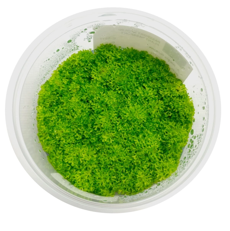 RICCIA FLUITANS
