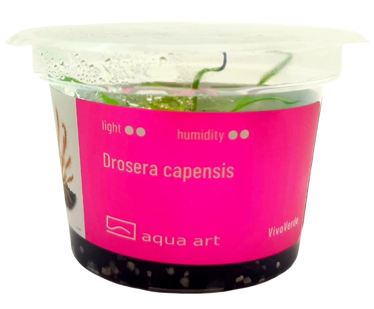 capensis.png