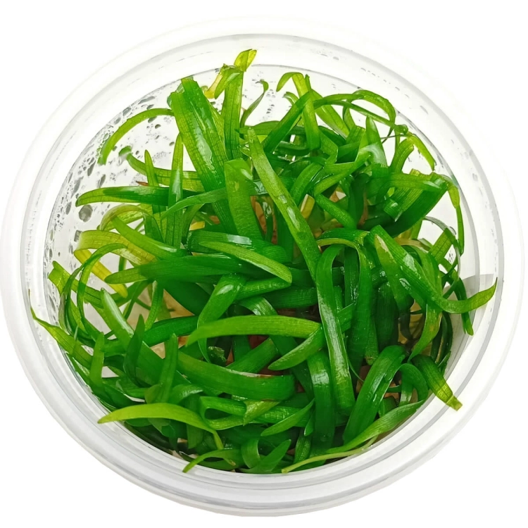 Sagittaria Subulata - Roślina do akwarium - kubek 6cm.jpg