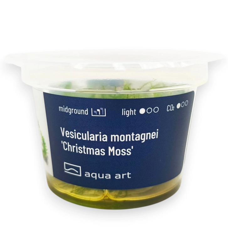 aqua art christmas moss.jpg