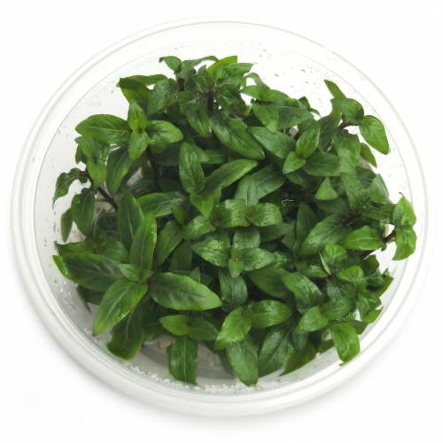 REPENS.jpg